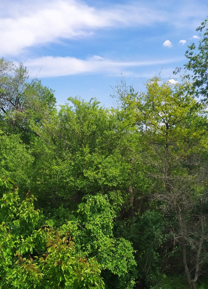 Лес за окном ?. Forest behind my window.