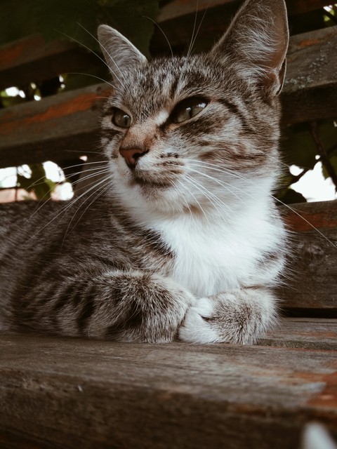 мурзик