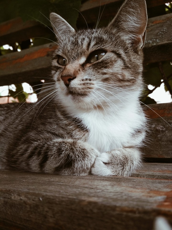 мурзик
