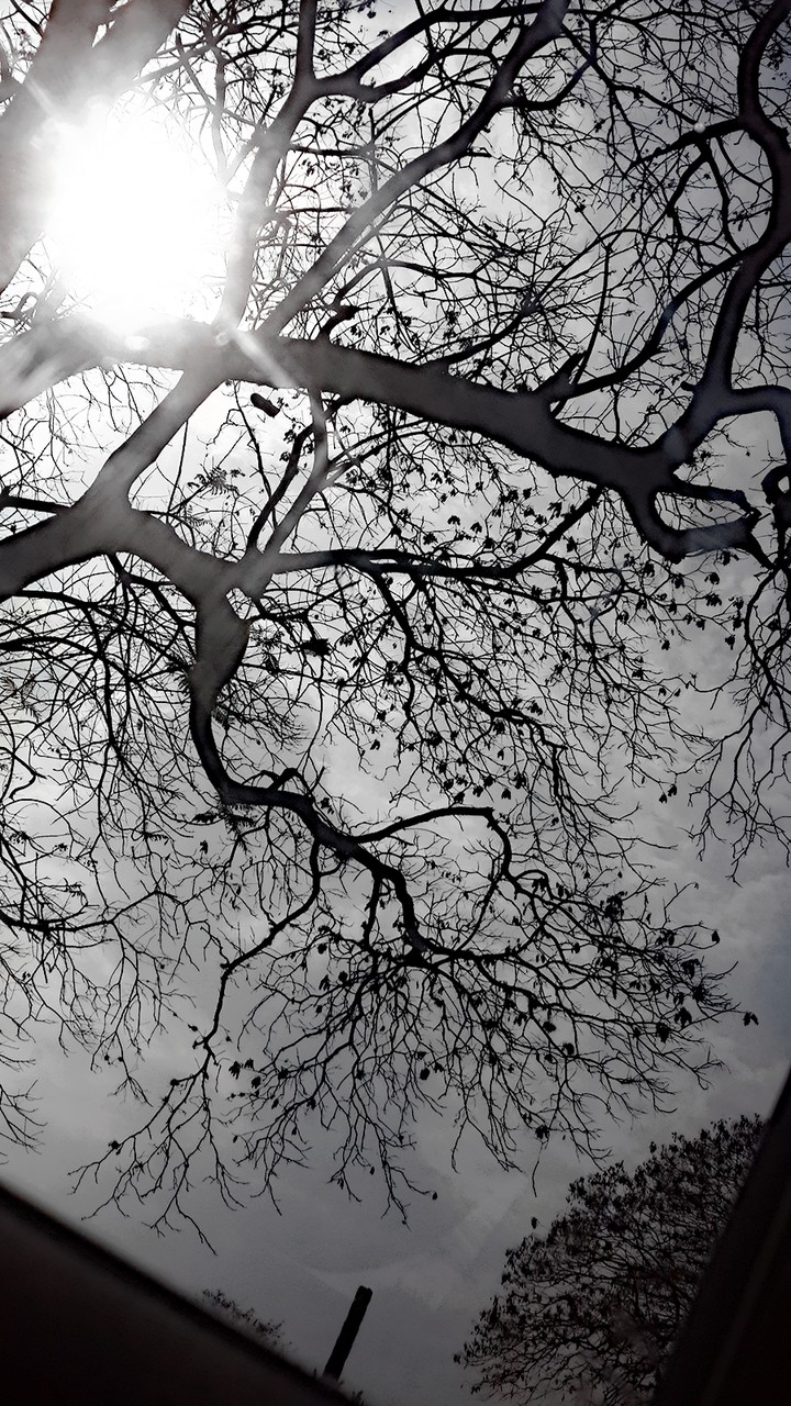 Mi cielo