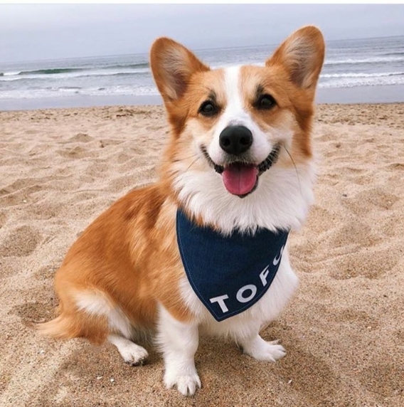 dog in the breach