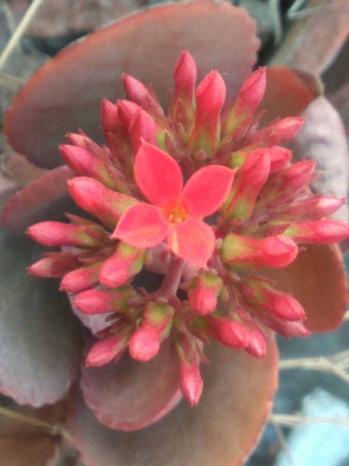 red flower 8