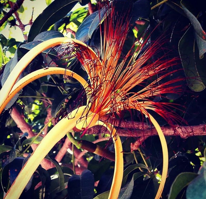 flower exotic