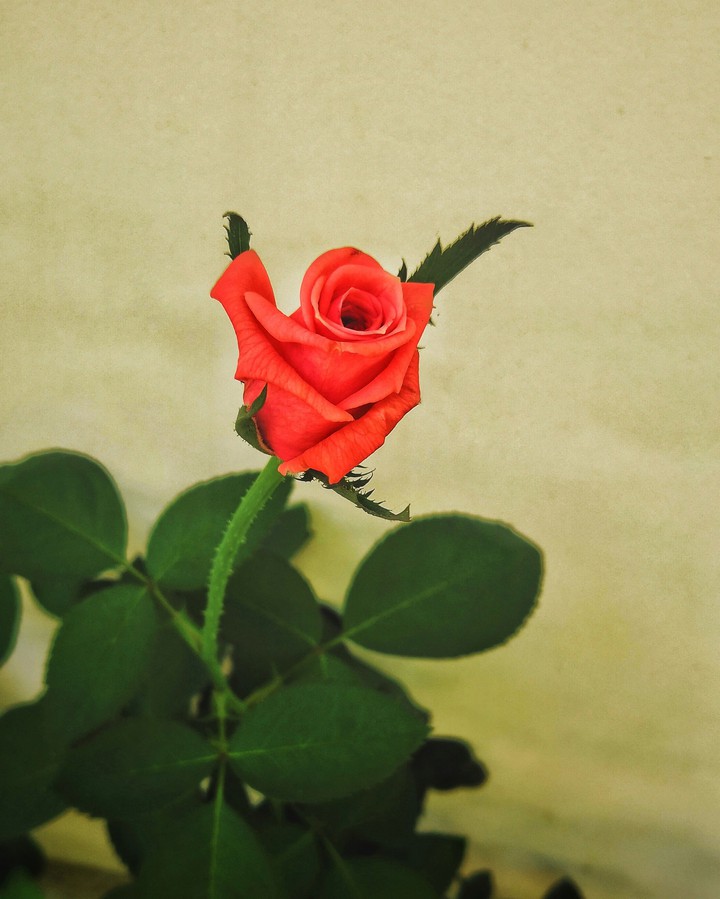 royal rose