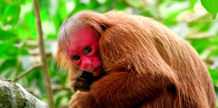 monkey
