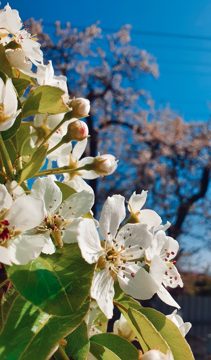 spring background