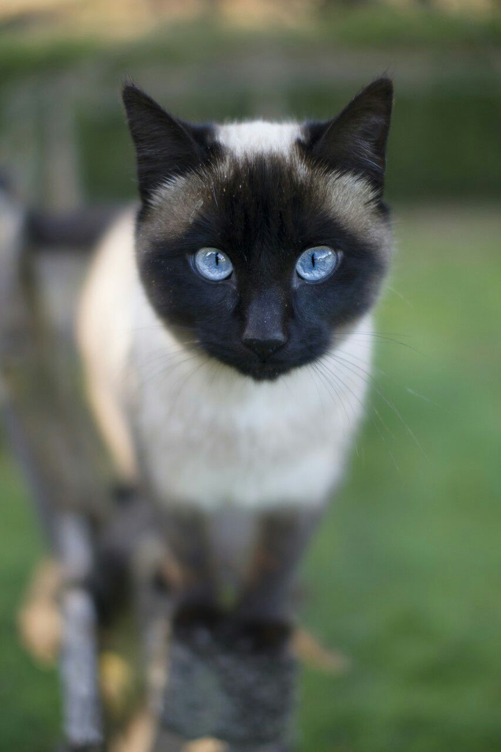 chat syamoi