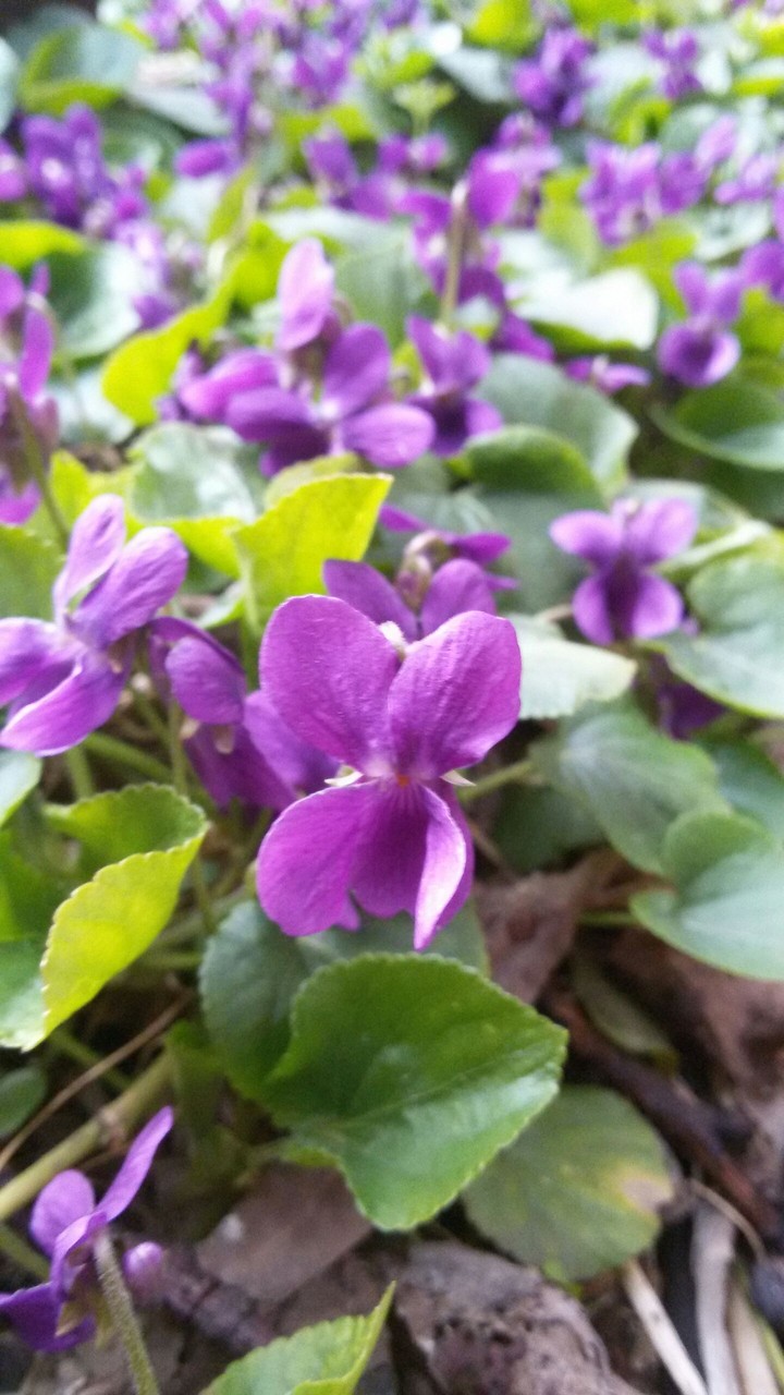 Violet