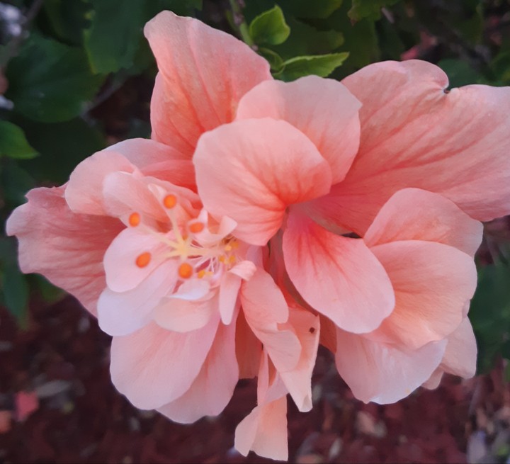 flores