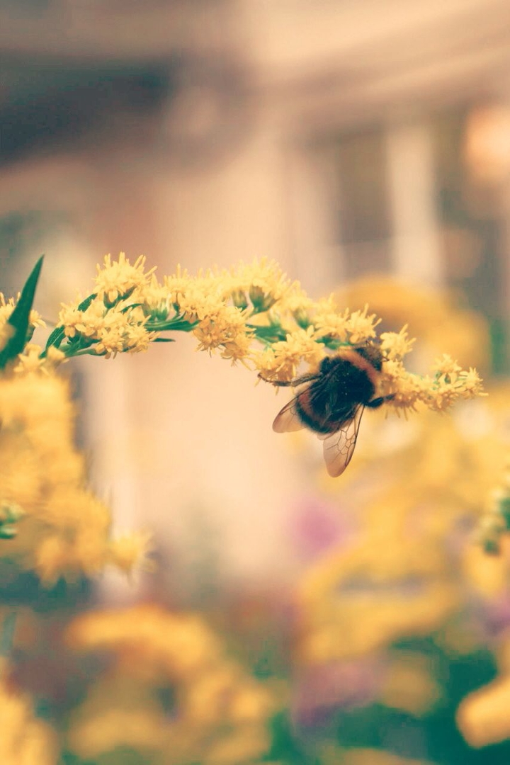 Bumblebee
