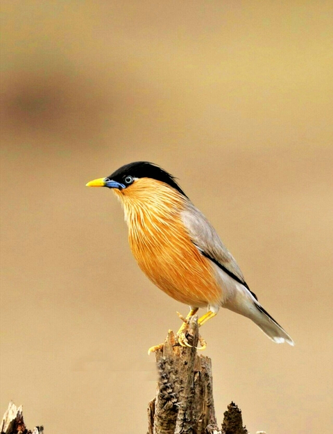fonds d'écran soke, finch