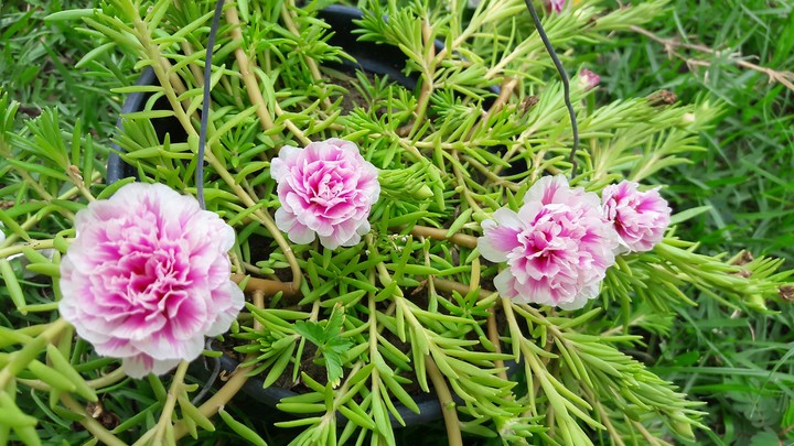 flowers