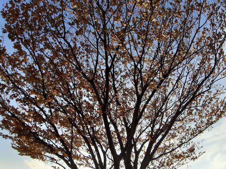brown tree