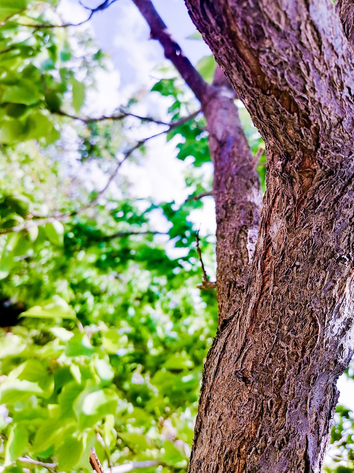 nature