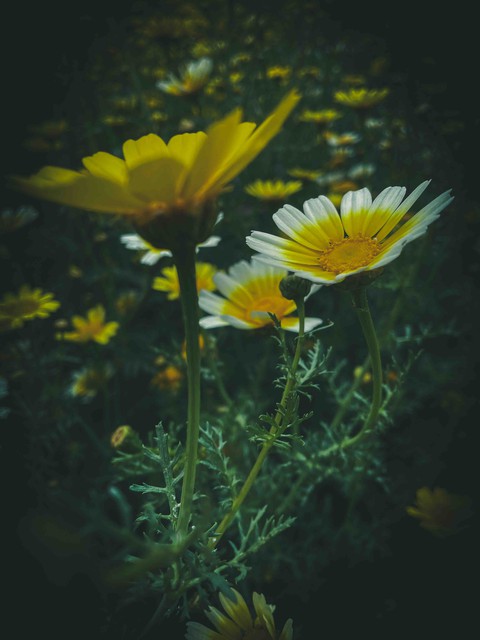 daisies