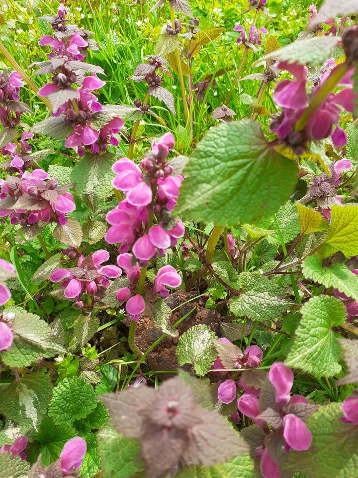 Spring flower