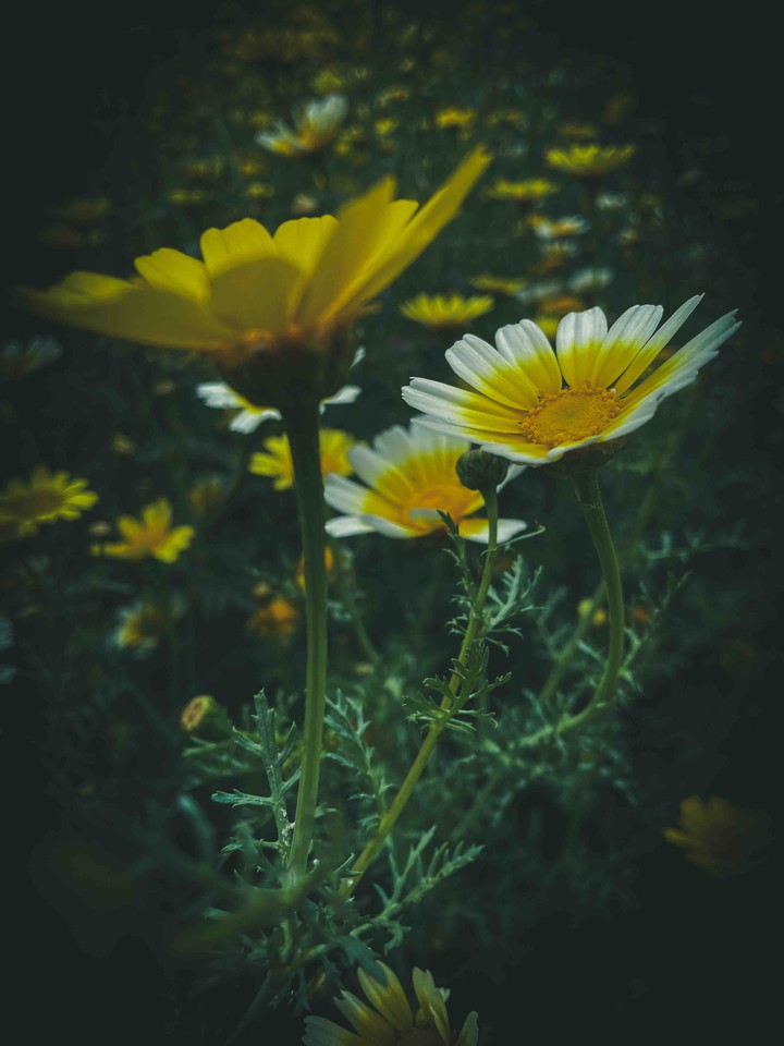 daisies
