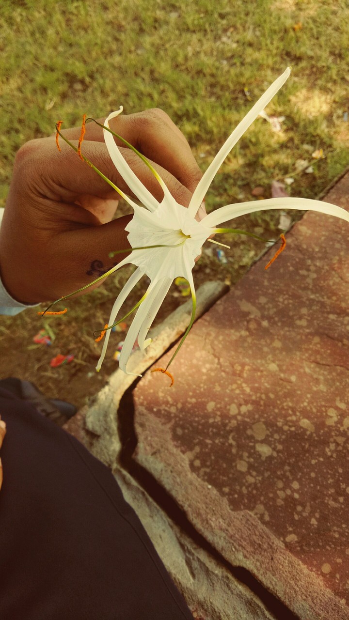 The White Flower