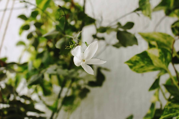 Lady in white