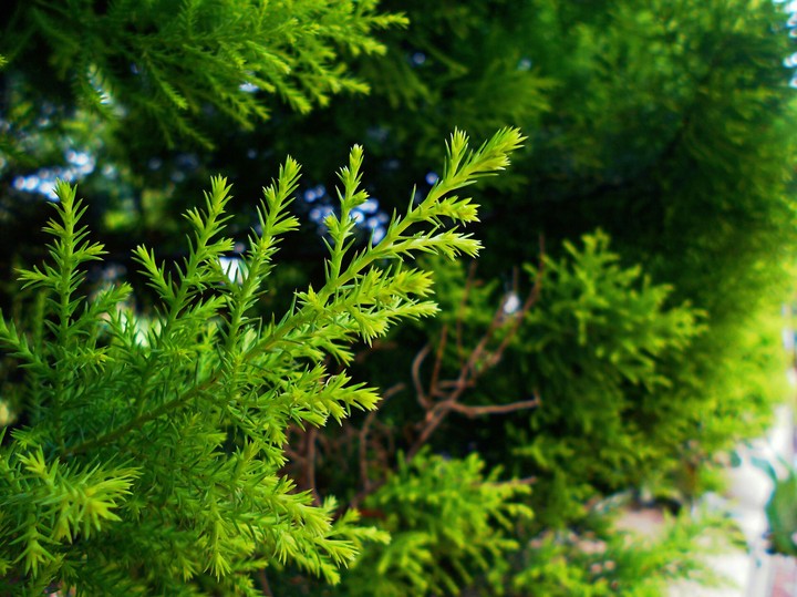 go green