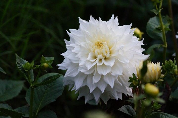 white flower