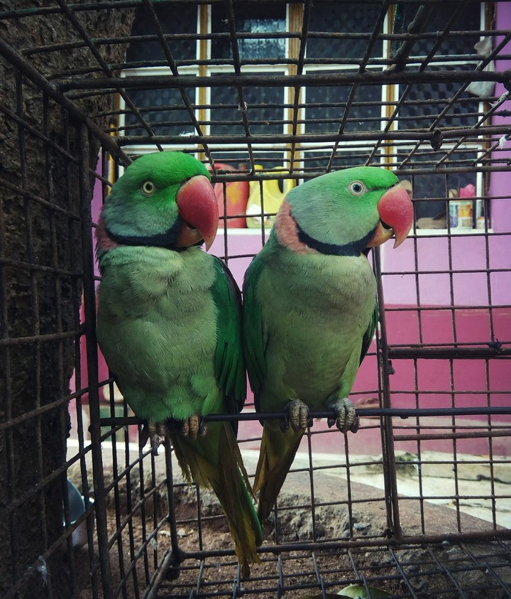 sweet bird