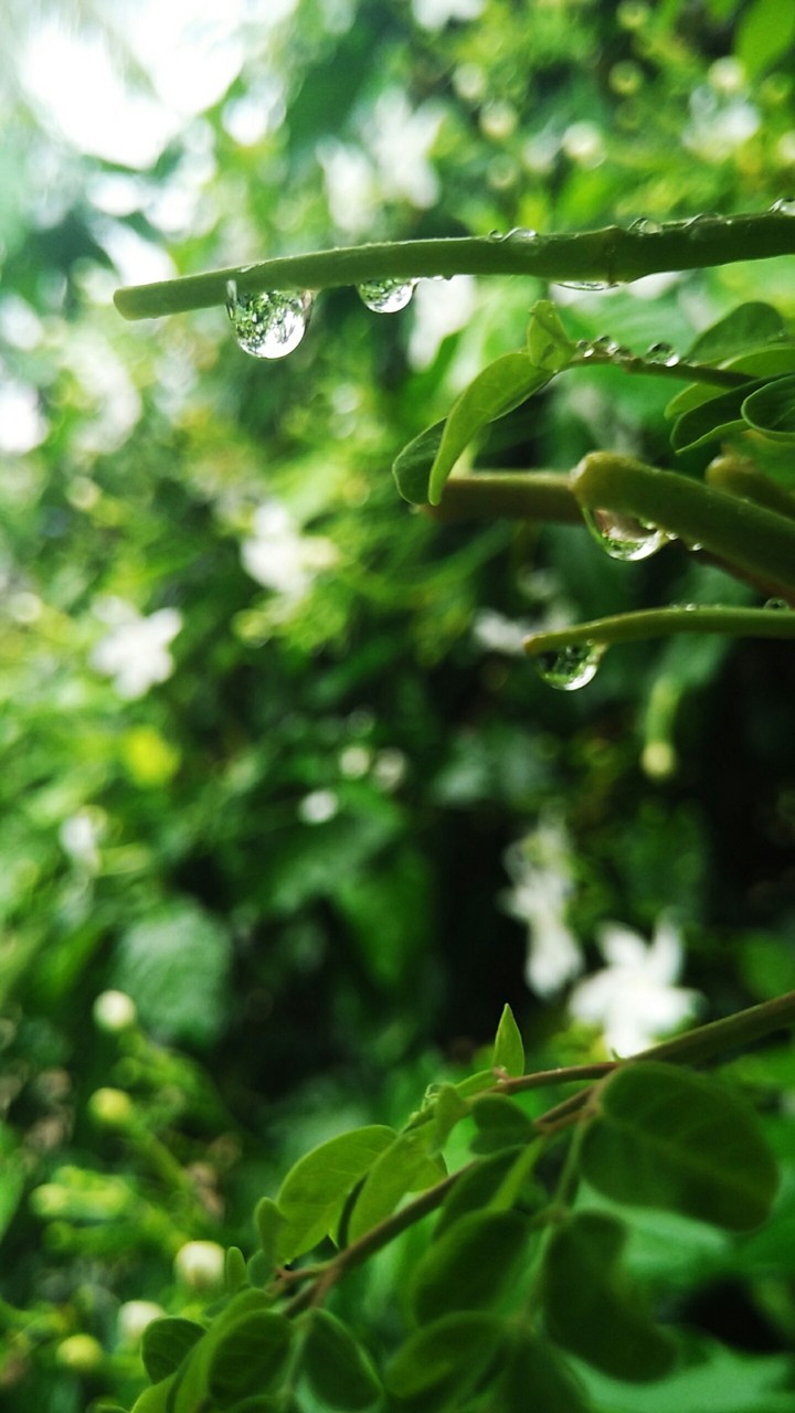 Rain