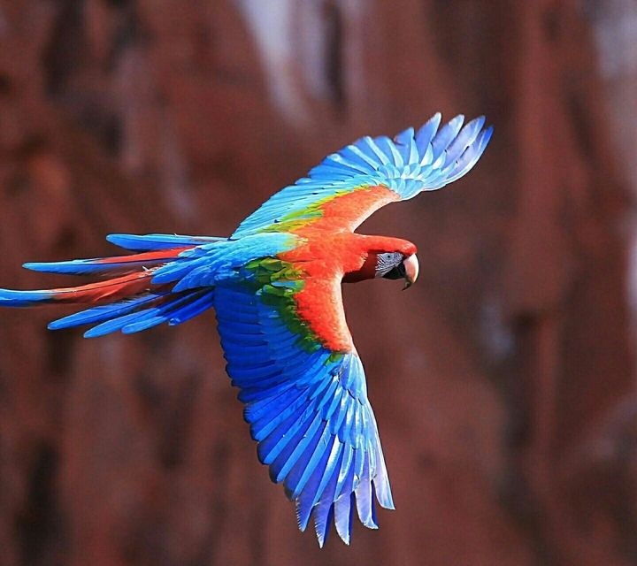 bird