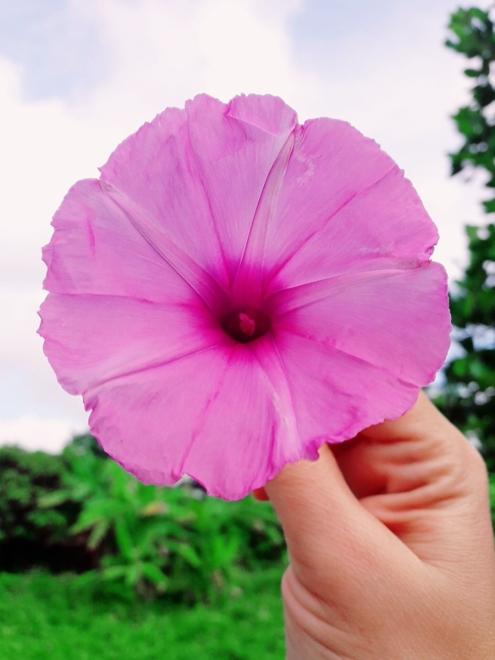 flower