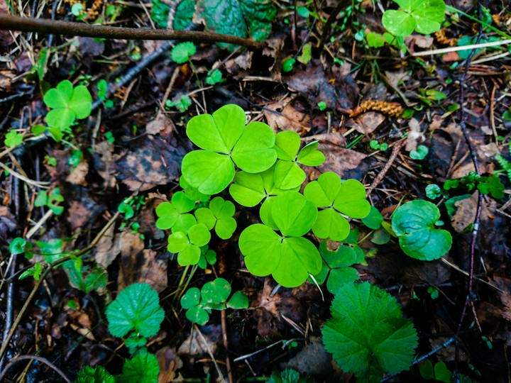 ☘️
