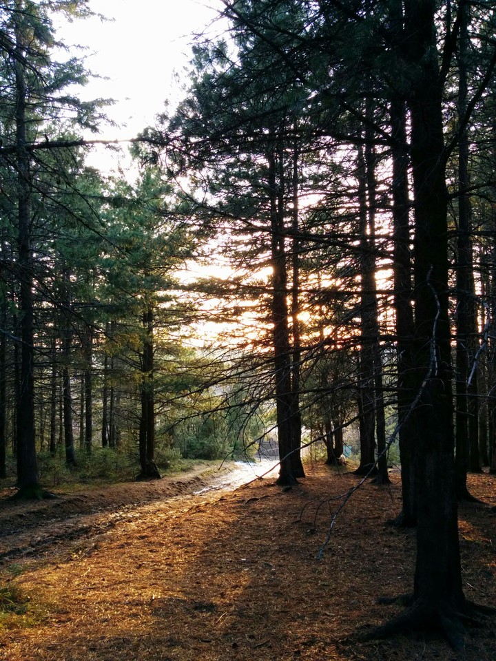 Siberian cedars