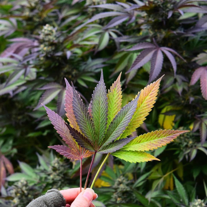 WEEDATIC