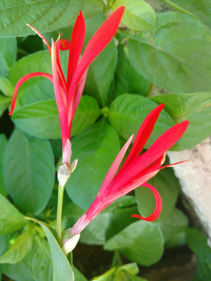 Red beauty