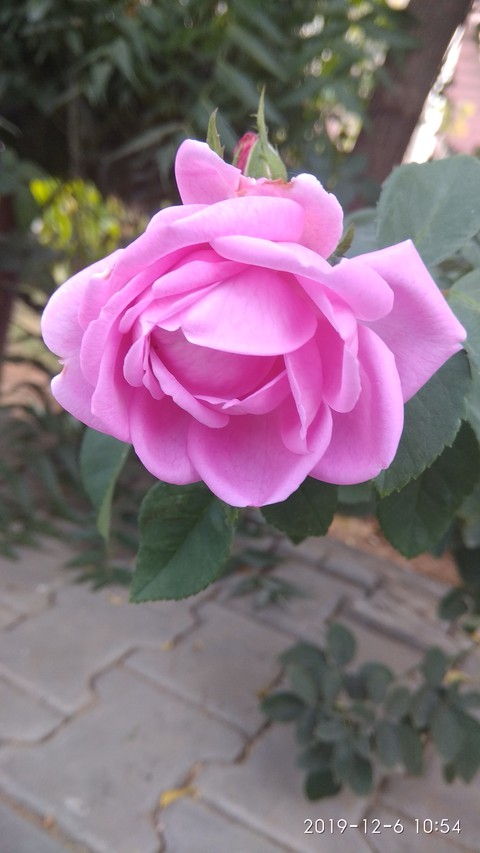 rose