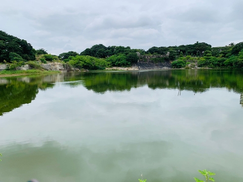 hình nền plant, cloud