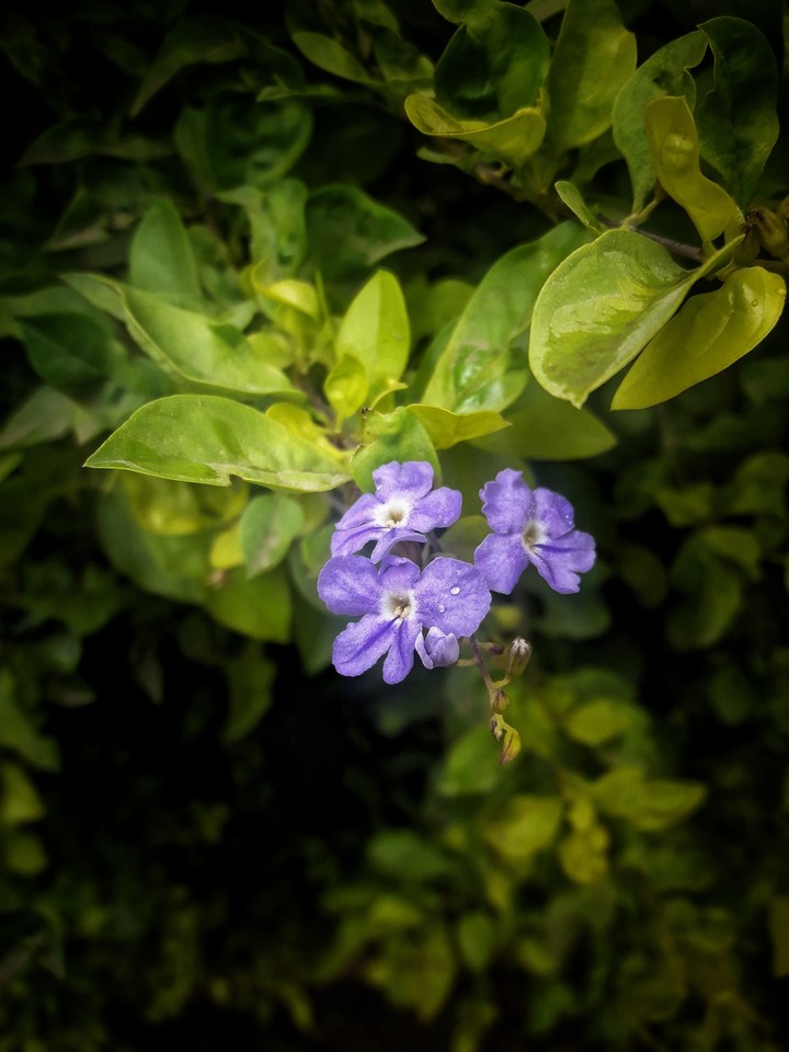 droplets