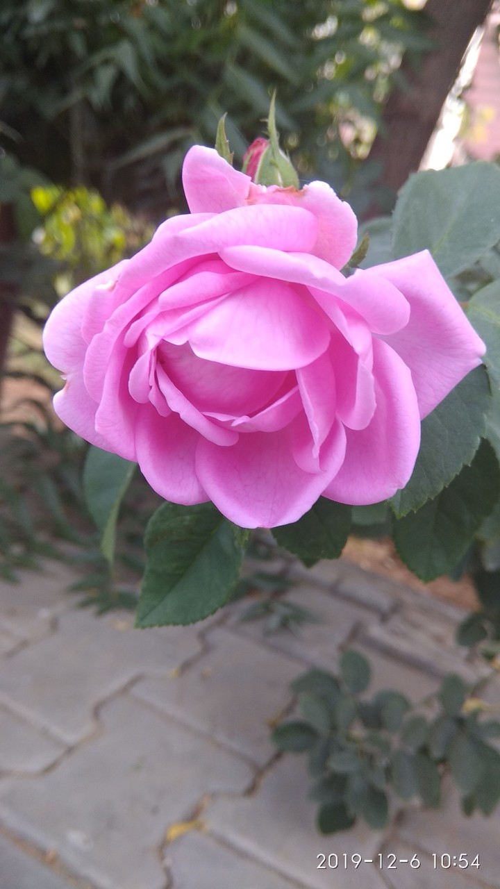 rose