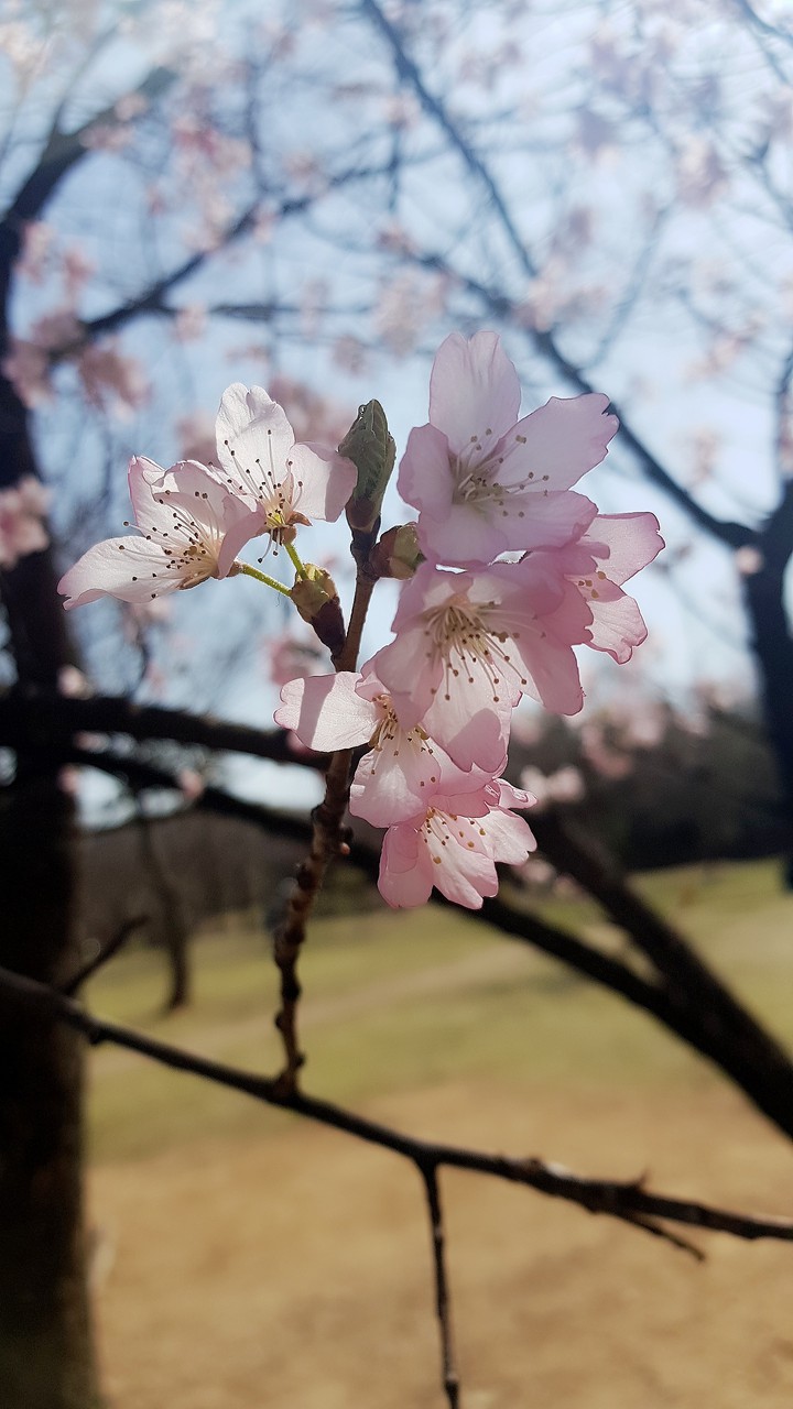 봄