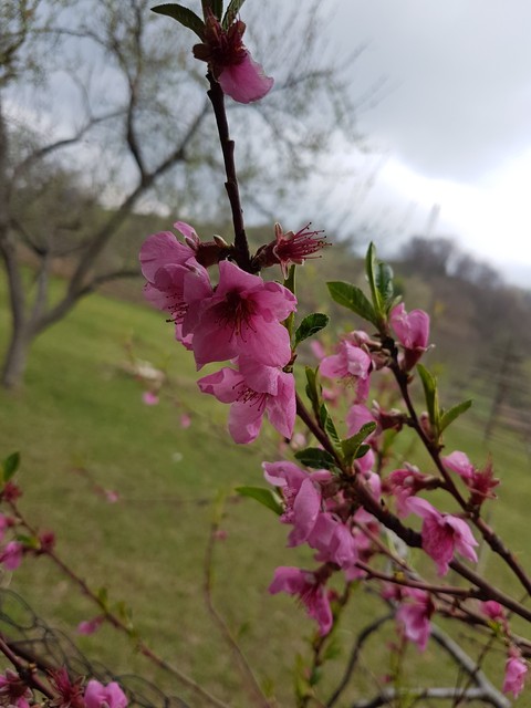 Spring