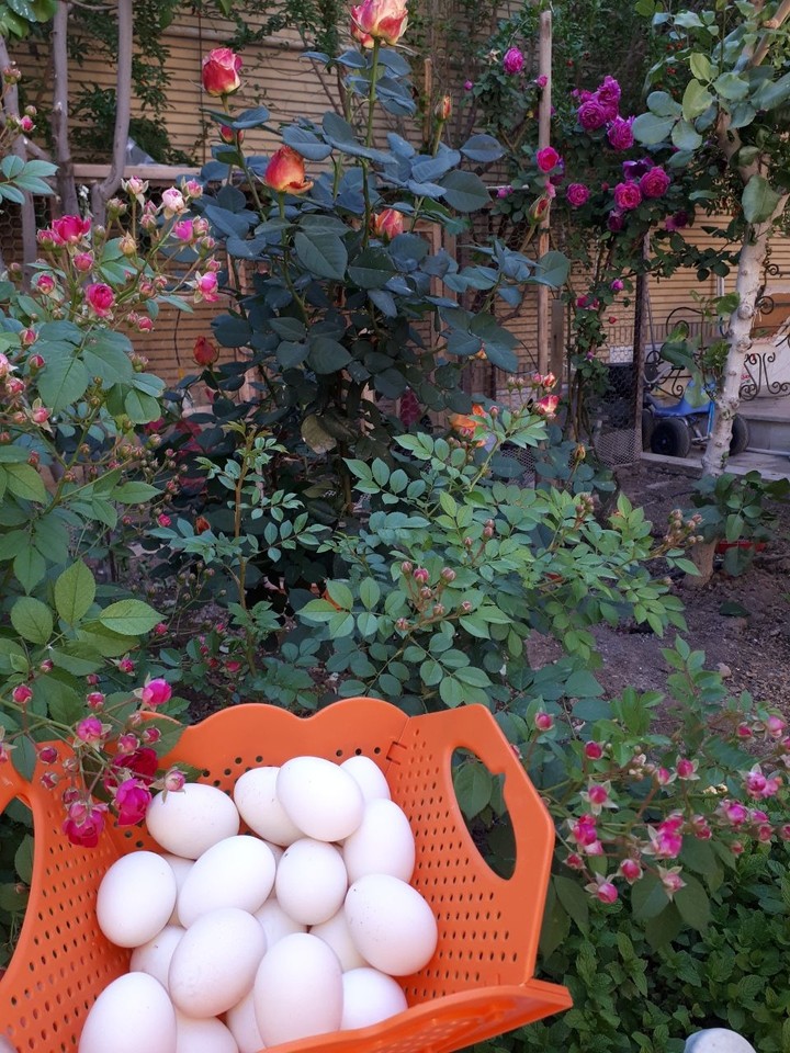 Eggs