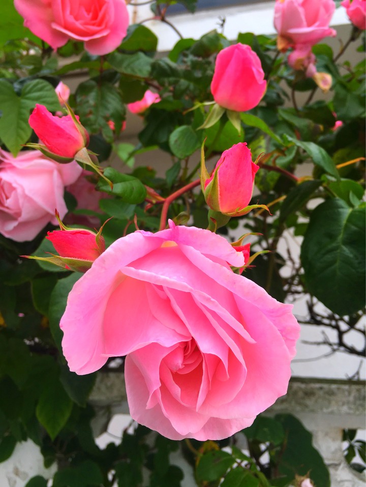 roses