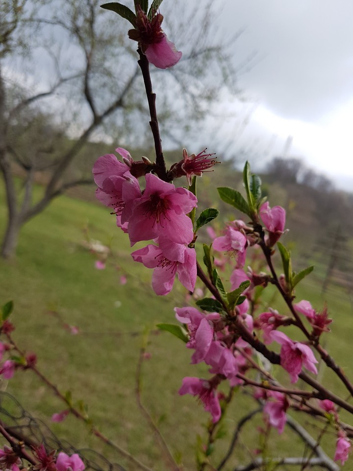 Spring