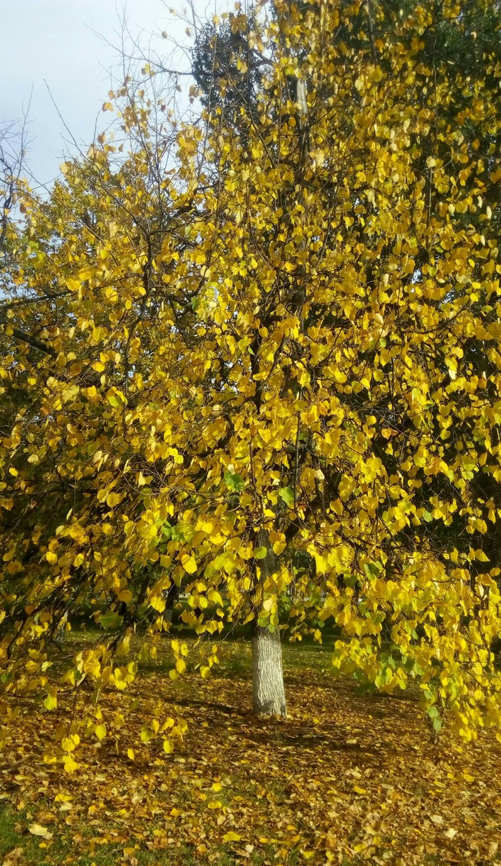 yellow day