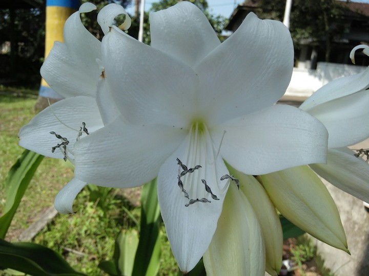 Flower
