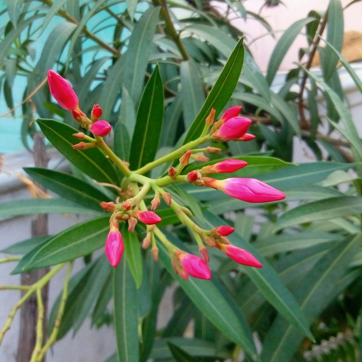 pink buds