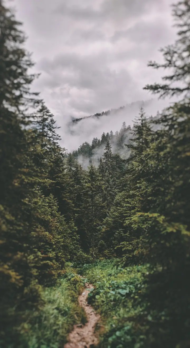 Forest~