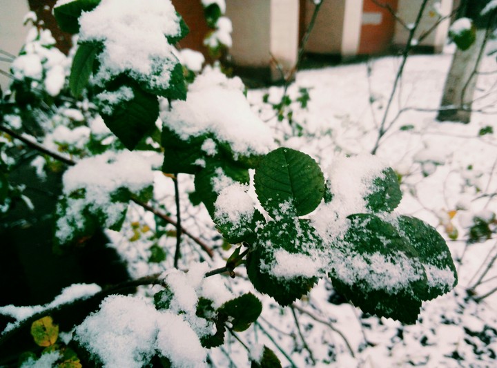 Snow