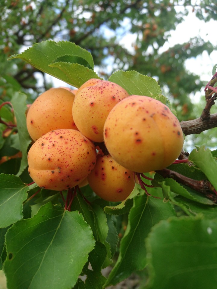 apricot (Kayısı)