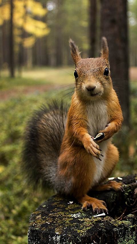 squirrel