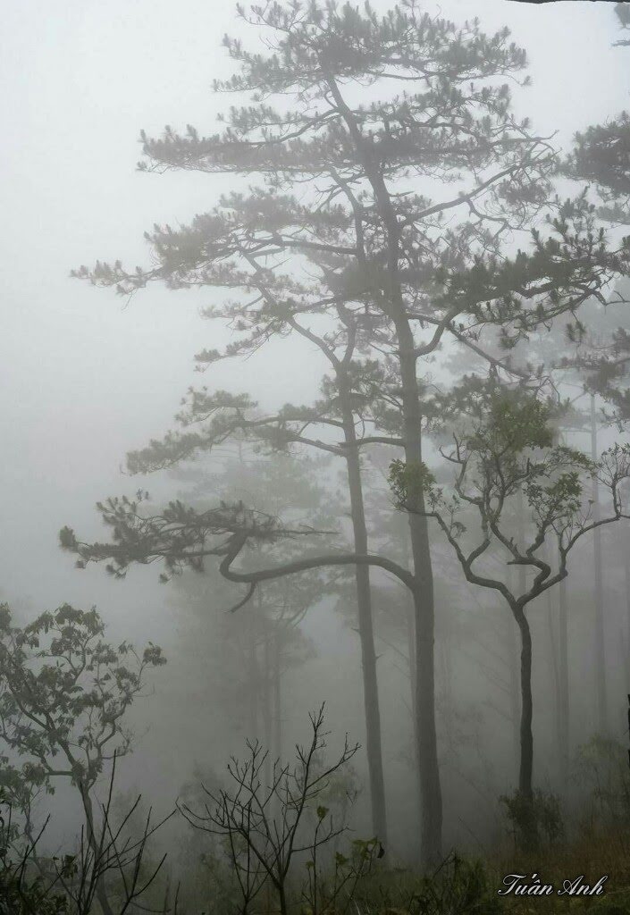 Misty trees